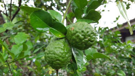 Green Kaffir limes and leaves are soaked with rain water after raining on the tree.の写真素材