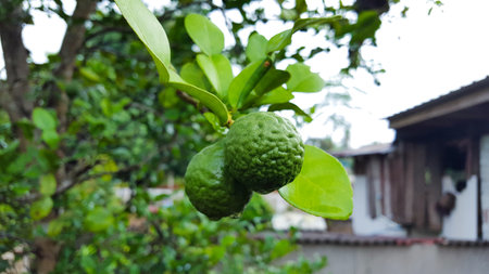 Green Kaffir limes and leaves are soaked with rain water after raining on the tree, planted behind a house.の写真素材
