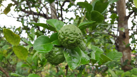 Green Kaffir limes and leaves are soaked with rain water after raining on the tree.の写真素材