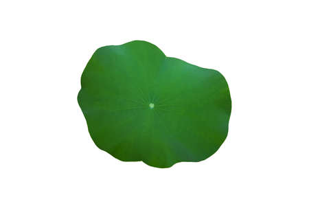 Green isolated waterlily leaves on white backgroundの写真素材