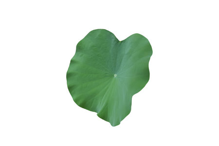 Green isolated lotus leaf on white background