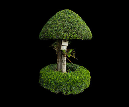 Mushroom shaped tree with plastic signs and orchids, isolated shaped tree with clipping paths on black background.の写真素材