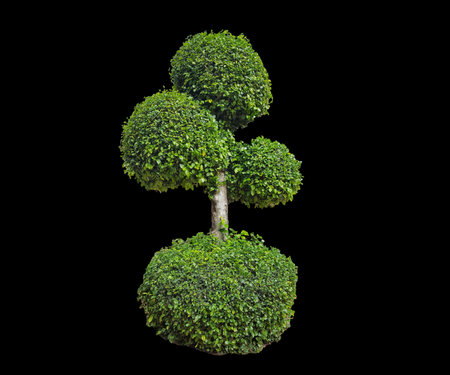 Doll shaped tree, isolated shaped tree on black background.の写真素材