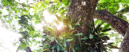 Orchids grow on the rain tree trunk, the sunlight shines through the tree leavesの写真素材