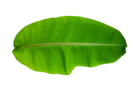Isolated green Cultivated banana leaf on white backgroundの写真素材