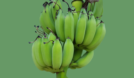 Isolated a bundle of Green unripe bananas on green backgroundの写真素材