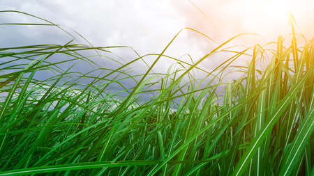 Clump of grass under the gray sky with the sunlightの写真素材