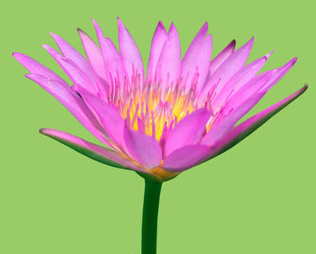 Isolated pink Water Lilly on green backgroundの写真素材