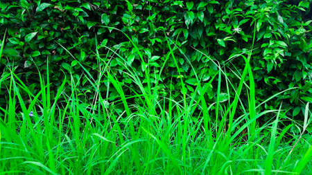 Texture green plants and grassesの写真素材