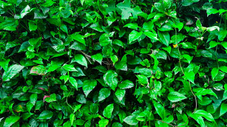 Texture of green leavesの写真素材