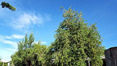 Trees and blue sky at a garden of the house in local community