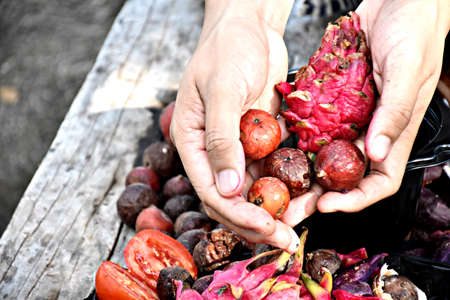 Fruits and vegetables are preparing to make compost fertilizerの写真素材