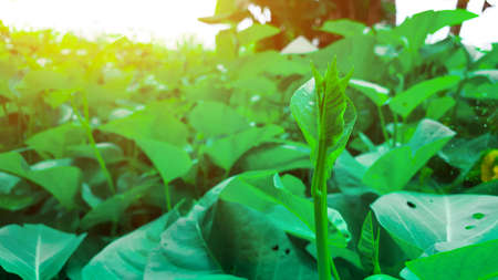 Green Morning glory in the bush with the sun lightの写真素材