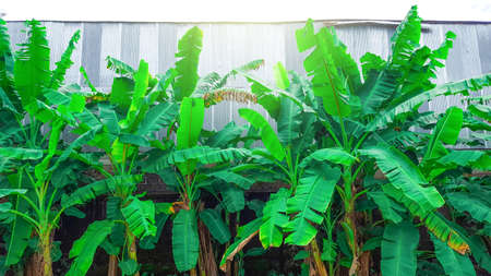 Woods of banana trees in front of the traditional metal wallsの写真素材