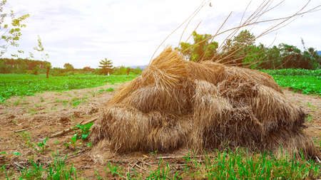 The yellowish haystack in the field closed to the vegetable plantsの写真素材
