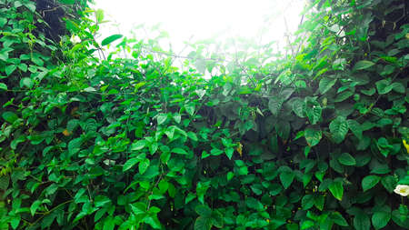 Green vines on the rotten bamboo fences of the house edited with the sun lightの写真素材