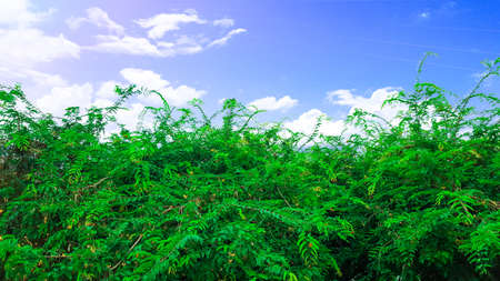 The top of the tamarind trees with the blue skyの写真素材