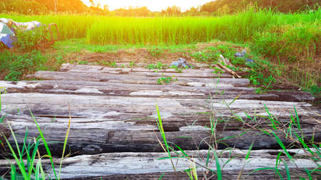 Aged gray and decay wooden bridge edited with the sun lightの写真素材