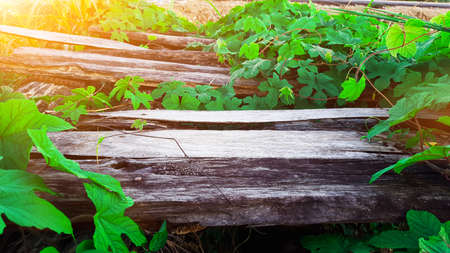 Aged gray and decay wooden bridge edited with the sun lightの写真素材