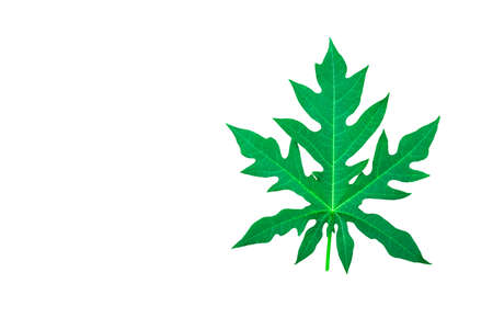 Isolated papaya leafの写真素材