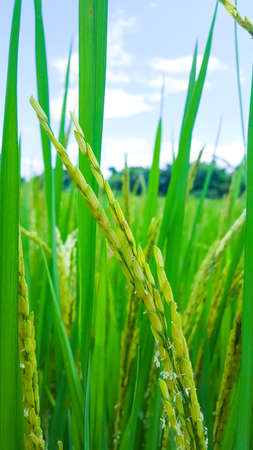 Green ears of rice with its leaves on rice treesの写真素材