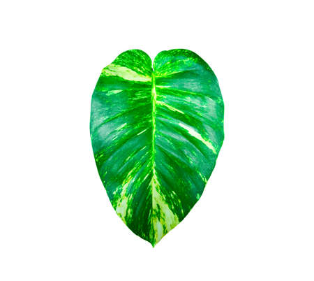 Isolated Epipremnum aureum leaf on white background with clipping pathの写真素材