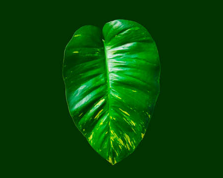 Isolated Epipremnum aureum leaf on green background with clipping pathの写真素材