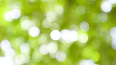 Bokeh light of tree at daytime, blurred background.の写真素材