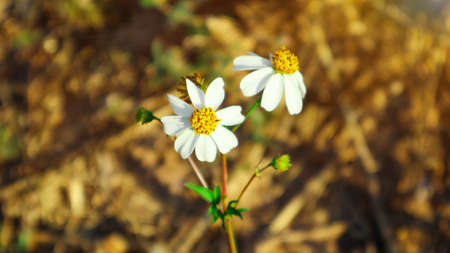 Close up view of wild flowers on blu background