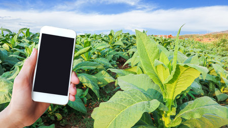 Blank touchscreen mobile phone holding in hand with landscape of tobacco field, concept for using smart devices to research of agricultures farming.の写真素材