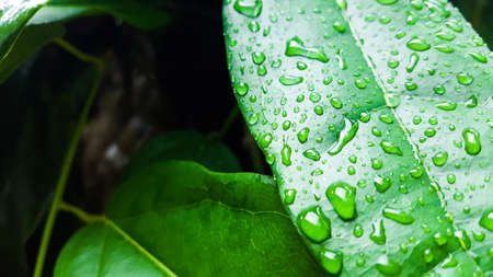 Close up clear water drops on green leafの写真素材