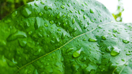 Close up clear water drops on green leafの写真素材