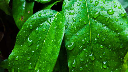 Close up clear water drops on green leafの写真素材