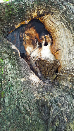 Tree bark texture backgroundの写真素材