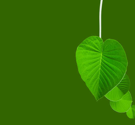 Green heart shape leaves with clipping path on green backgroundの写真素材