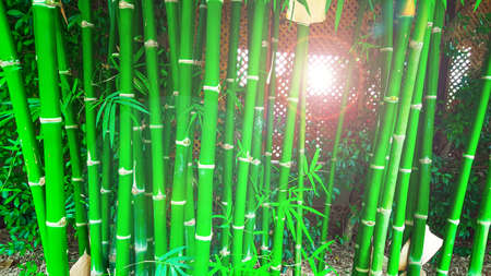 Green bamboo trees edit with the sun light concept for keeping calm, natural, freshener and bamboo industrialの写真素材