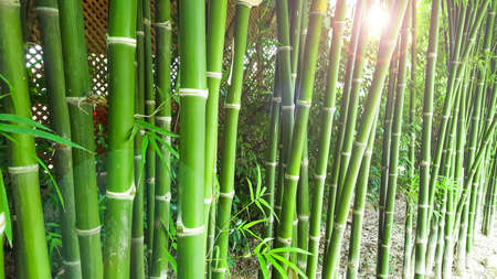 Green bamboo trees edit with the sun light concept for keeping calm, natural, freshener and bamboo industrialの写真素材