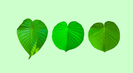 Green heart shape leaves with clipping path on green backgroundの写真素材