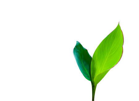 Isolated Canna Indica L leaves with clipping paths on white backgroundの写真素材