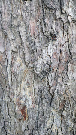 Texture of gray tree barkの写真素材