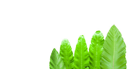Isolated bird nest or asplenium fern leaves with clipping paths on white backgroundの写真素材