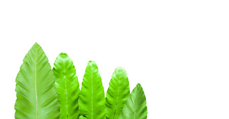 Isolated bird nest or asplenium fern leaves with clipping paths on white backgroundの写真素材