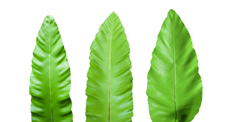 Isolated bird nest or asplenium fern leaves with clipping paths on white backgroundの写真素材