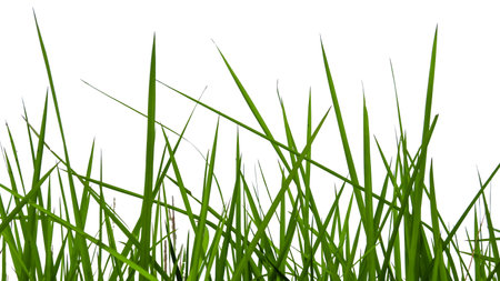 Green grass isolated with copy space and with clipping paths on white backgroundの写真素材