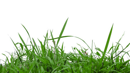 Green grass isolated with copy space and with clipping paths on white backgroundの写真素材