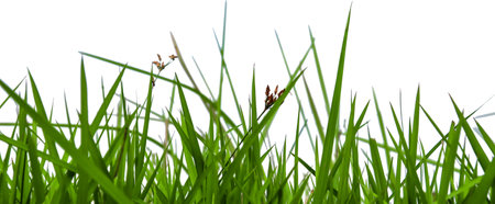 Green grass isolated with copy space and with clipping paths on white backgroundの写真素材