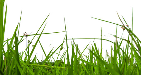 Green grass isolated with copy space and with clipping paths on white backgroundの写真素材