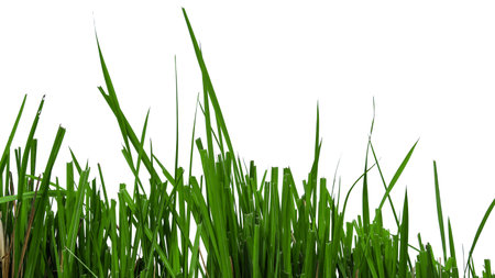 Green grass isolated with copy space and with clipping paths on white backgroundの写真素材