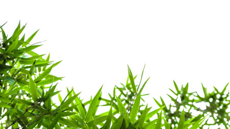 Bamboo leaves isolated on white background with copy space for text.の写真素材