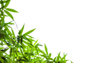 Isolated green bamboo leaves with copy space and with clipping paths on white backgroundの写真素材
